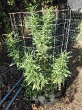 Guava Tart 8-2-26