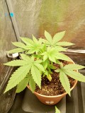Killer kush #1