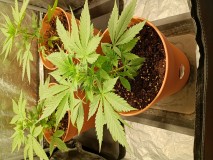 OBG kush