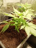 OBG kush 1