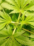 Getopt OBG kush