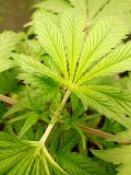 Getopt killer kush 2