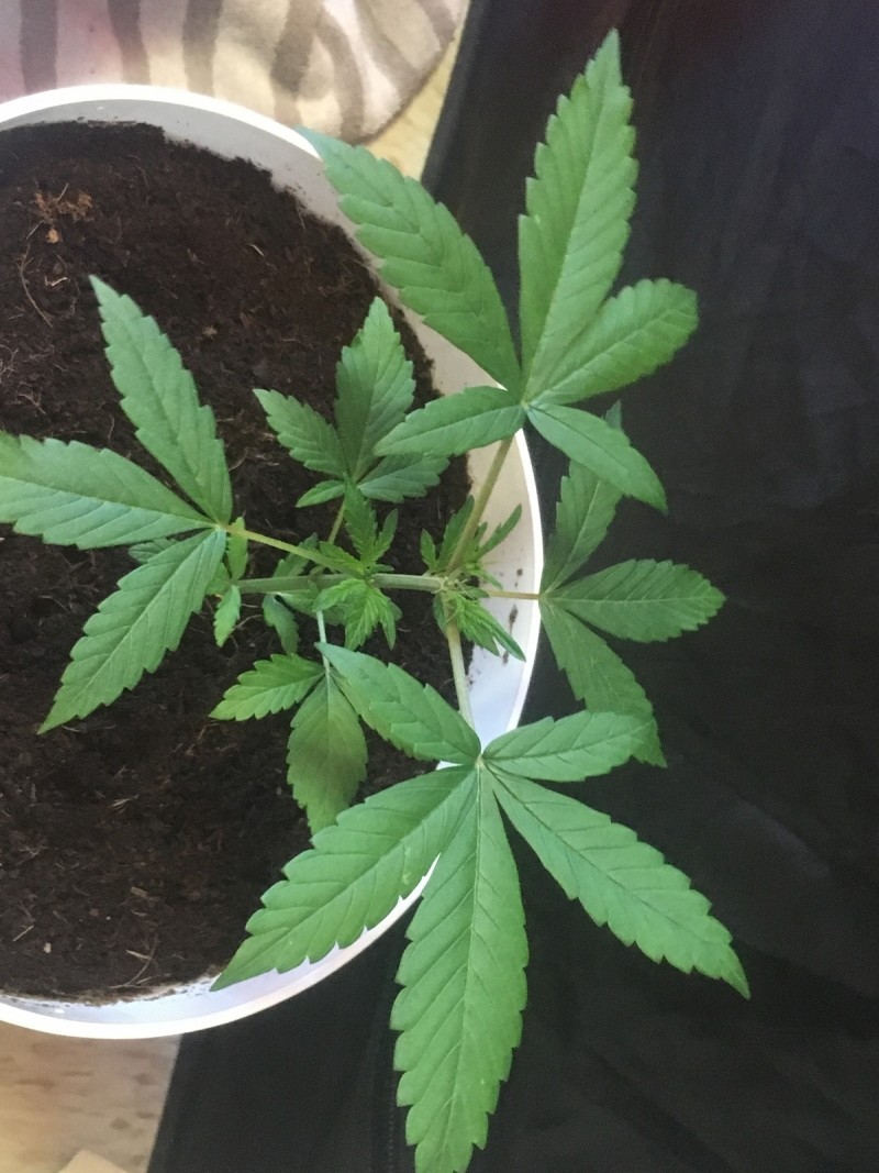 cannabis seedling