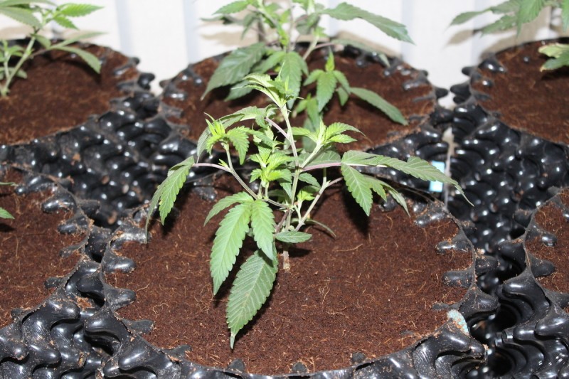 Chiesel grow diary