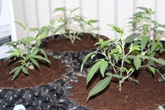 Chiesel grow diary