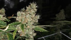 IMG-20190918-WA0176