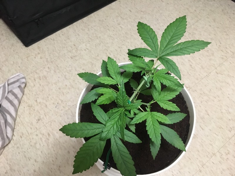 lst training cannabis