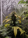 IMG_20190924_172548