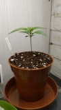 IMG-20190918-WA0001