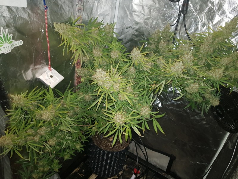 Green house seeds Franco lemon cheese chop day