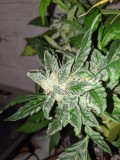 IMG_20190929_215142