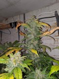 IMG_20190929_215131