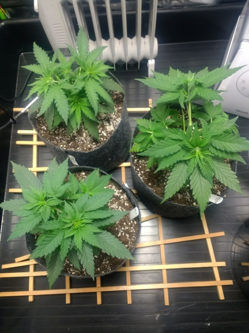 3 little ladies week 4