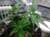 Puple Orange CBD