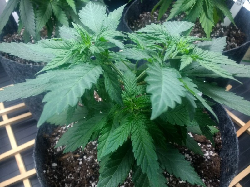 Blue Lemon Thai
