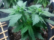 Blue Lemon Thai