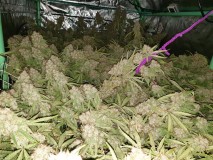 Glueberry O.G and The Ultimate by Dutch Passion