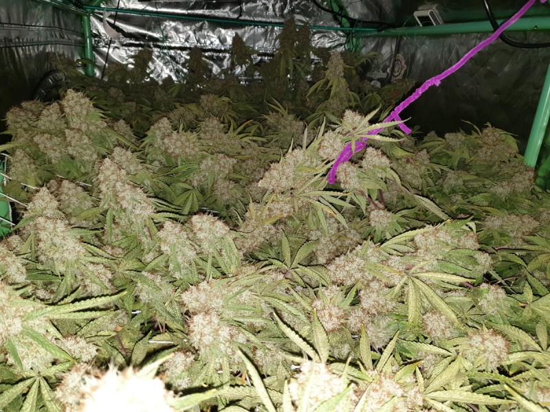 Glueberry O.G and The Ultimate by Dutch Passion