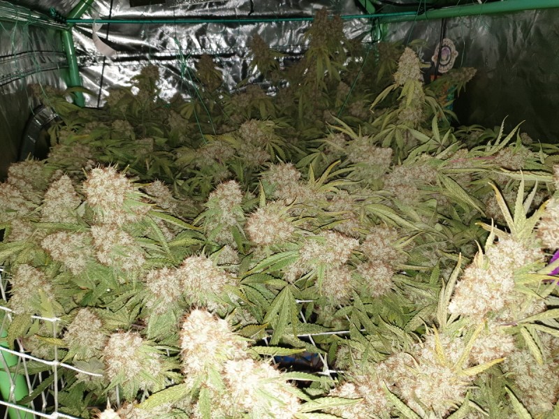 Glueberry O.G and The Ultimate by Dutch Passion