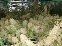 Glueberry O.G and The Ultimate by Dutch Passion