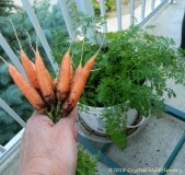 Carrots from a Bucket