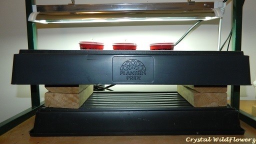 Seedling Stand