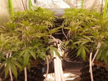 Chiesel grow  journal