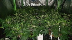 Chiesel strain