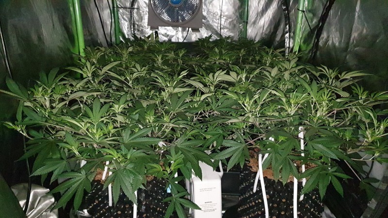 Chiesel strain