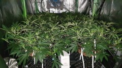 Chiesel strain