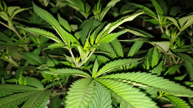 Chiesel strain