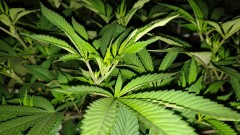 Chiesel strain
