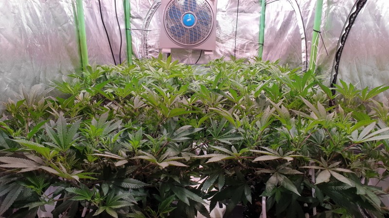 Chiesel Grow Diary