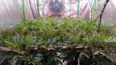 Chiesel Grow Diary