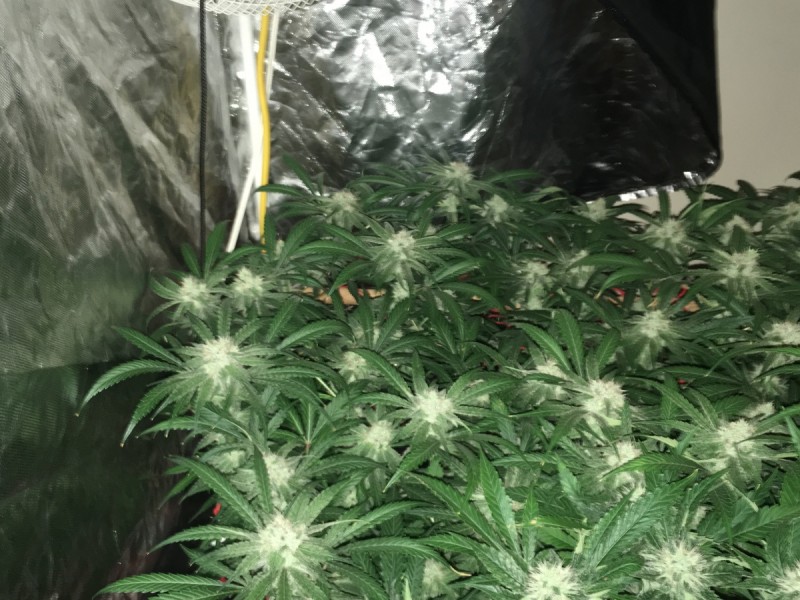 peyote and critical