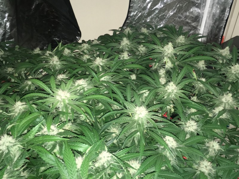 peyote and critical