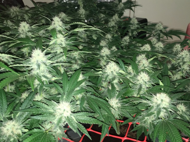 peyote and critical