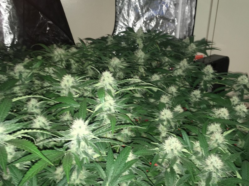 peyote and critical
