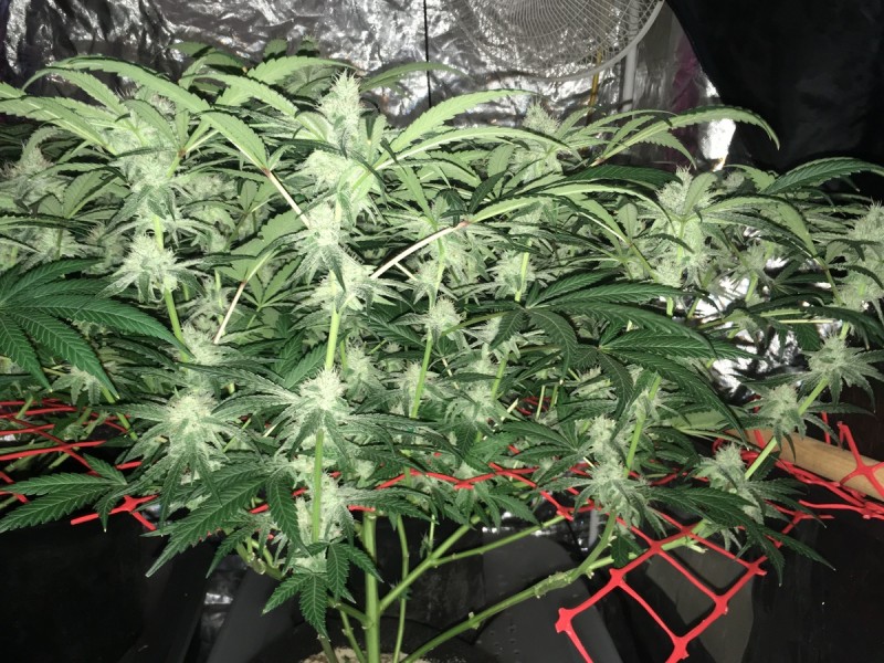 peyote and critical