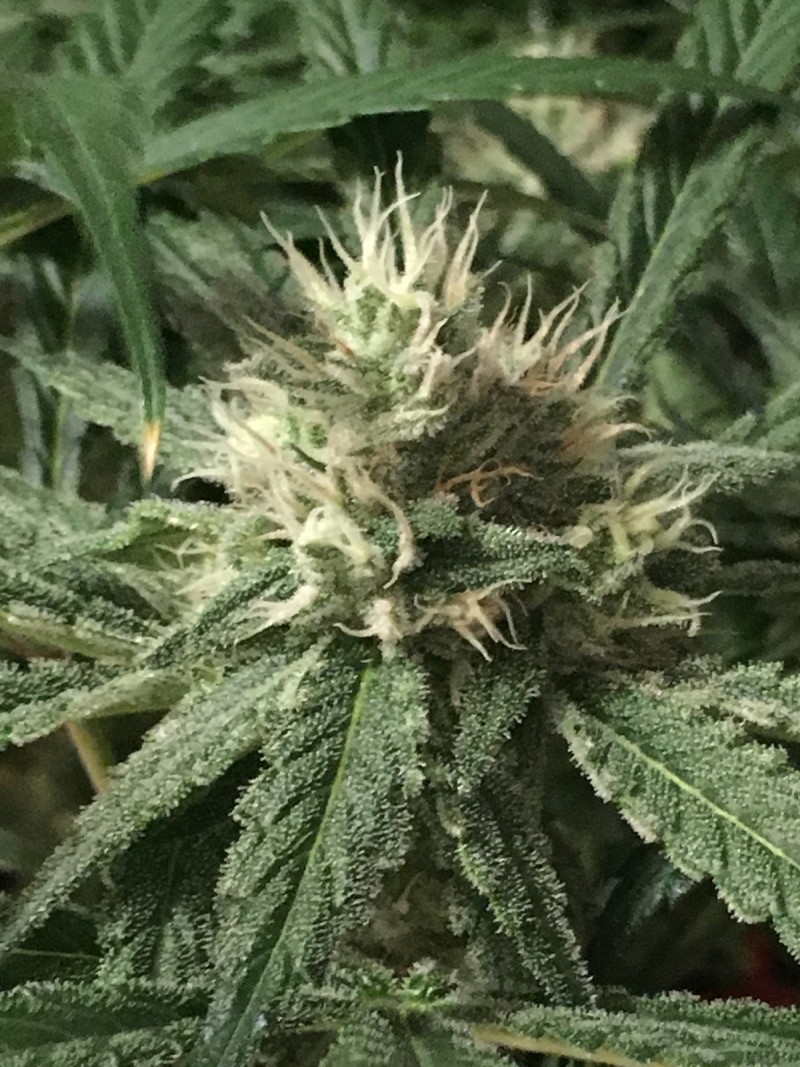 peyote and critical