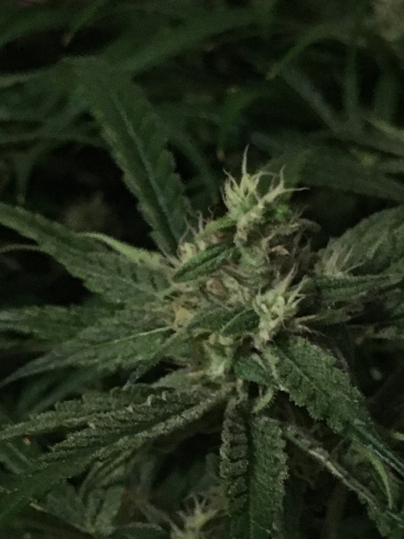 peyote and critical