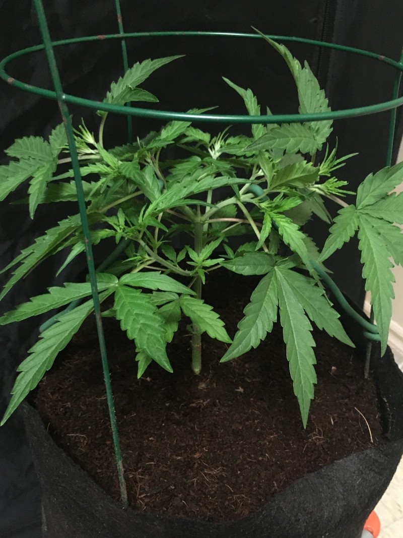 growing cannabis