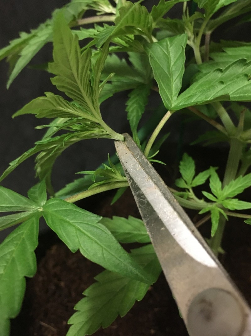 autoflower grow