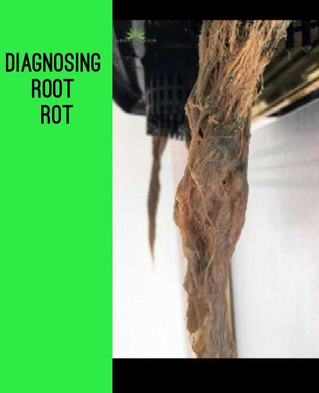 Cannabis root rot