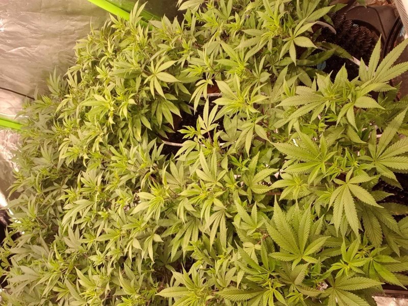 Chiesel grow journal