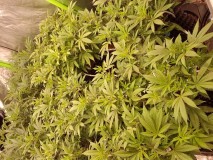 Chiesel grow journal