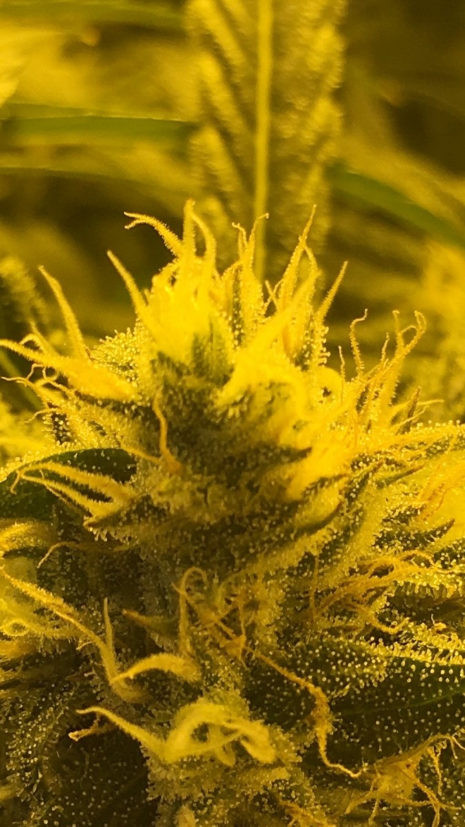 peyote cookies