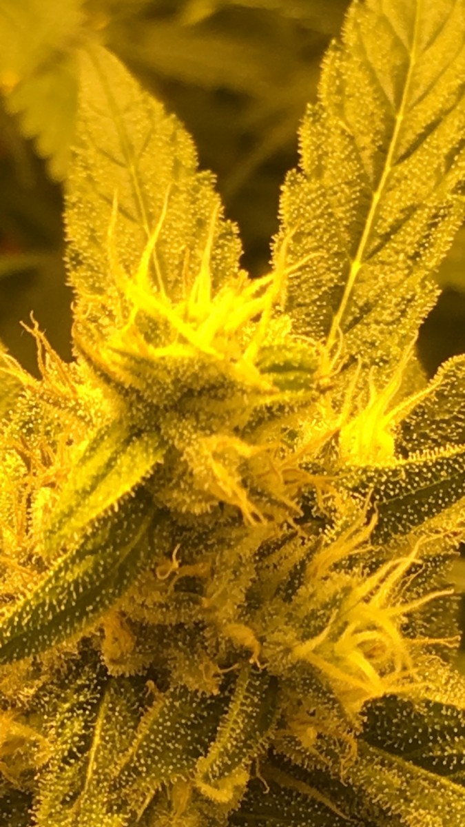 peyote cookies