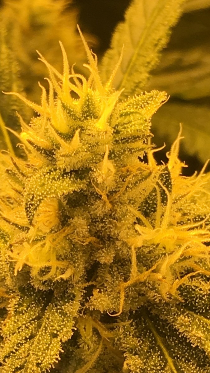 peyote cookies