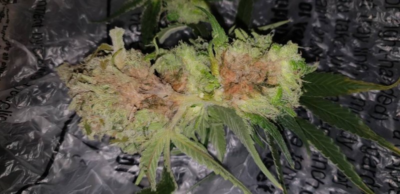 bud rot 5